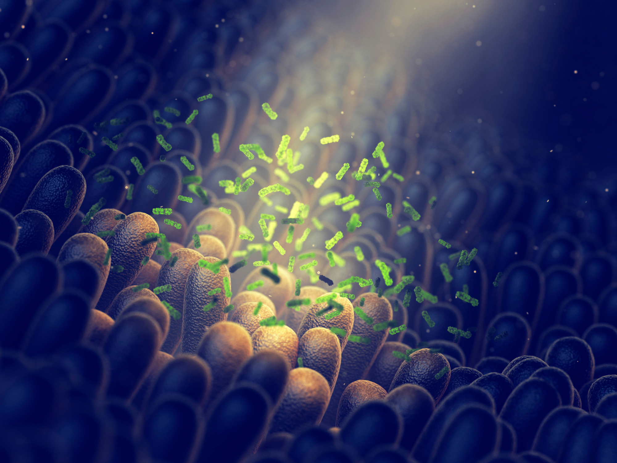 Perte de poids & flore intestinale