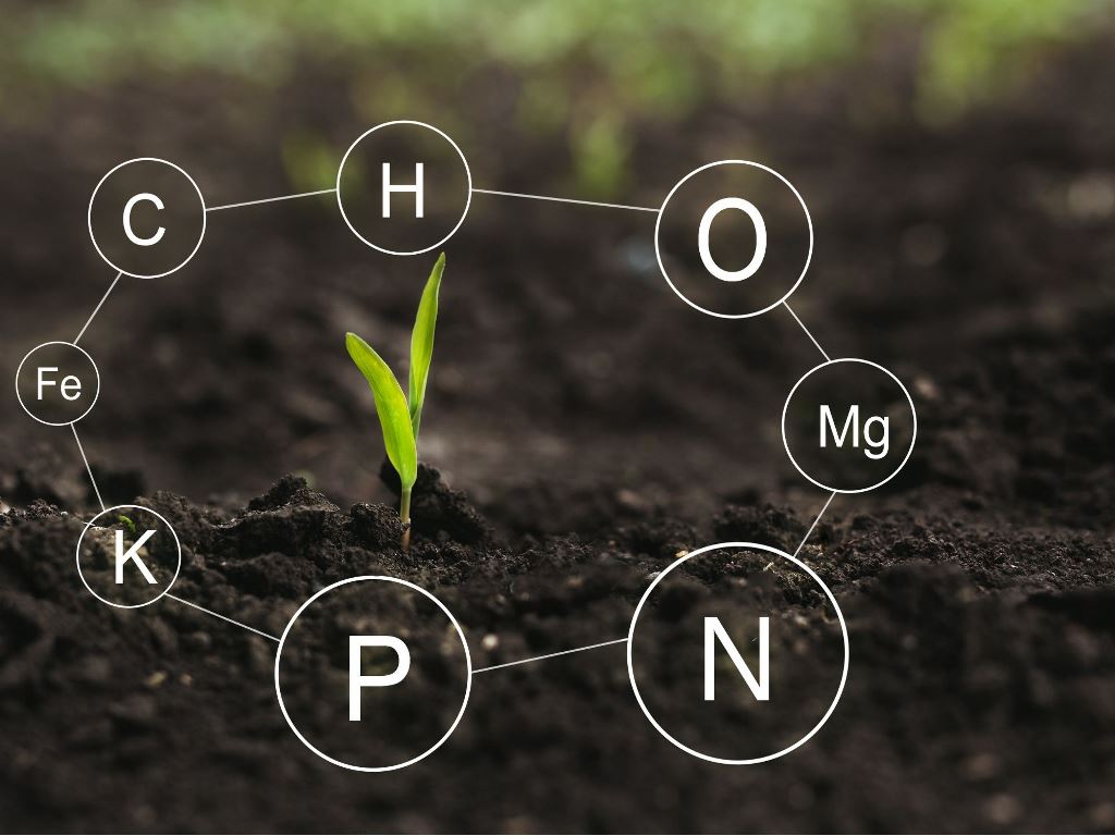 Plan alimentaire - Nutrithérapeute