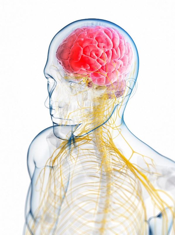 Micronutrition et nutrithérapie: le nerf vague